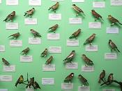 museo giacomo doria genua 7-2019 7867